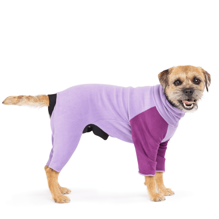 A border terrier stands wearing a lavender onesie with eggplant purple front legs in front of a white background