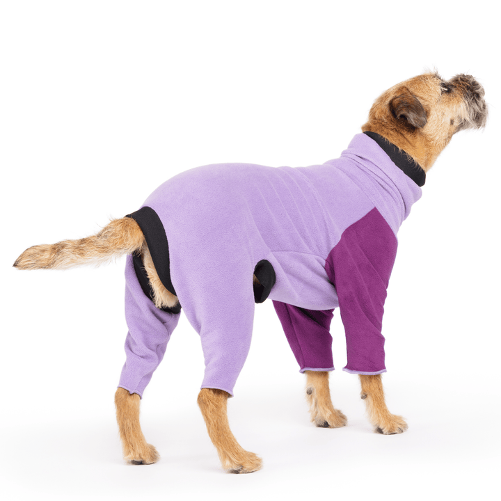 A border terrier stands wearing a lavender onesie with eggplant purple front legs in front of a white background