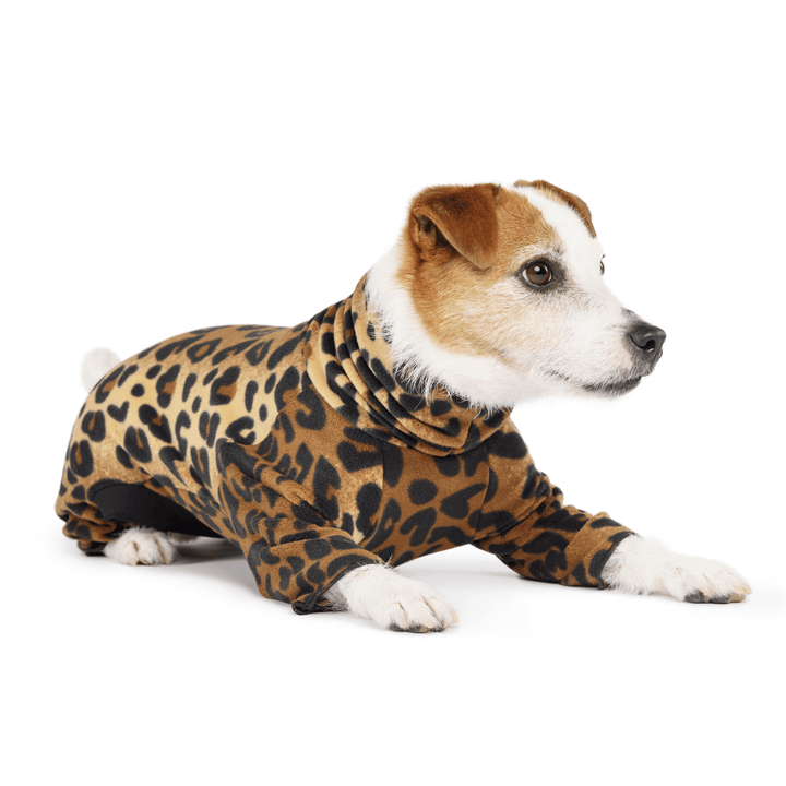 A Jack Russell lays wearing a leopard onesie in front of a white background