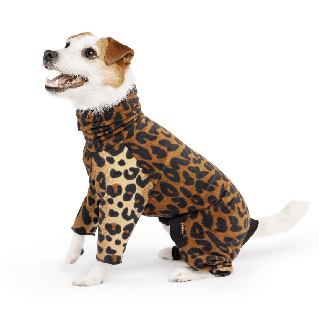 A Jack Russell sits wearing a leopard onsie in front of a white background