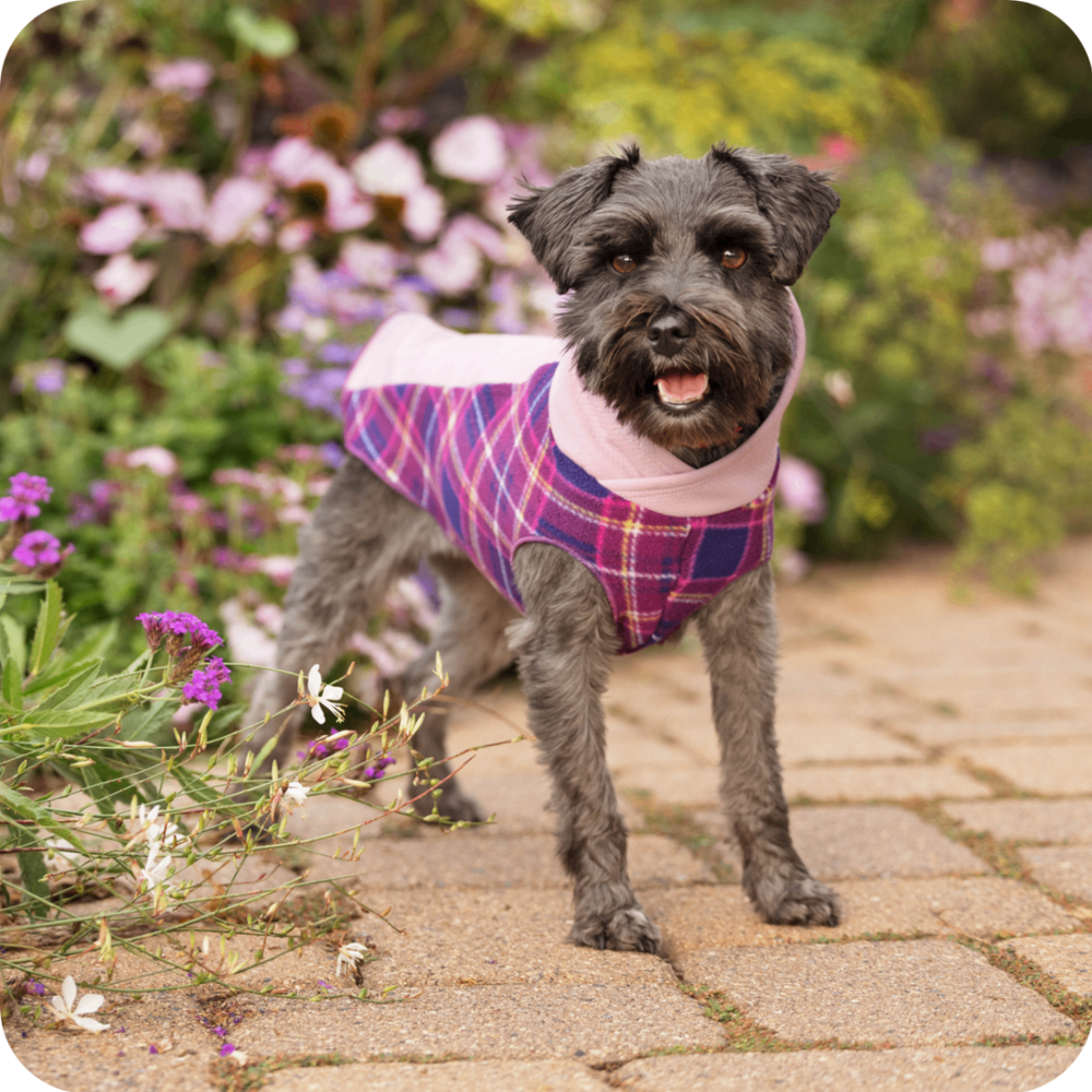 A dog wearing a pink and purple plaid pullover standing on a pathway with flowers in the background.