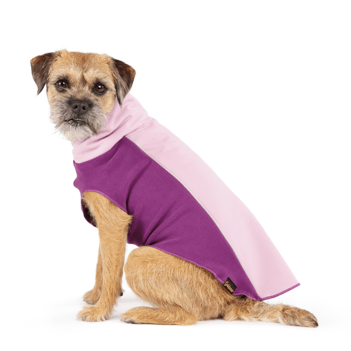 A Border Terrier sits wearing a lilac and eggplant purple Portland Pullover in front of a white background