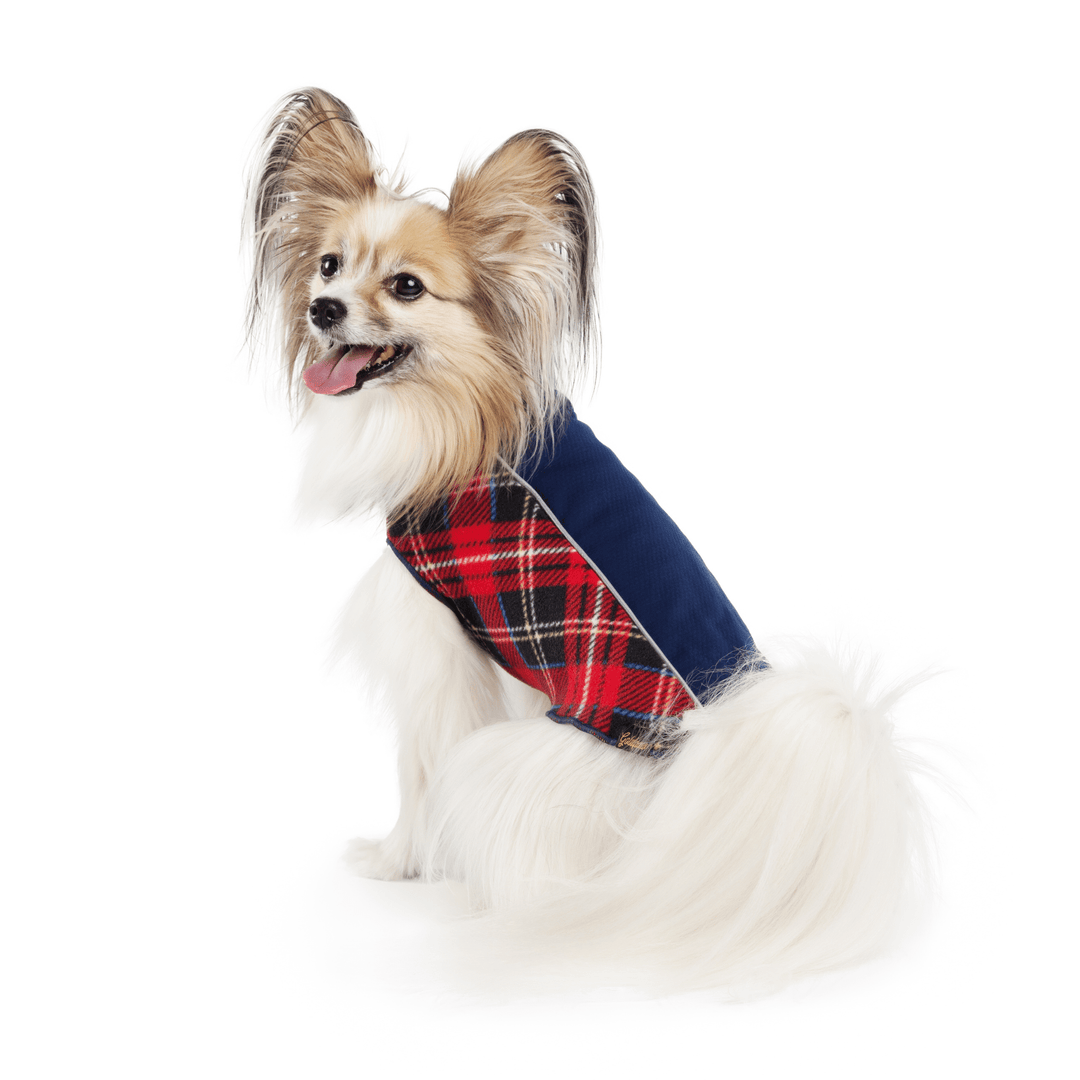 A Papillon sits wearing a navy and red plaid Portland Pullover in front of a white background
