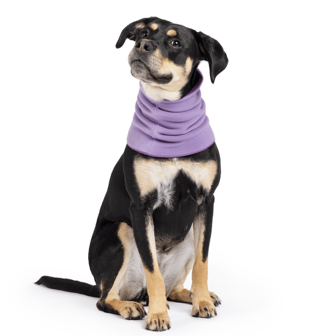 A black and tan dog sits wearing a lavender Snood in front of a white background