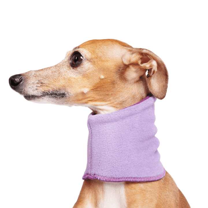 An Italian Greyhound is wearing a lavender Snood in front of a white background