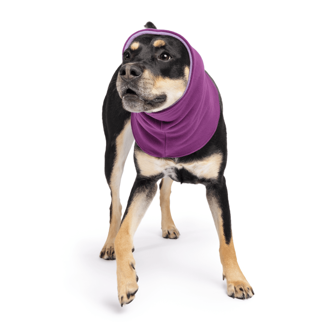 A black and tan dog stands wearing an Eggplant purple Snood in front of a white background