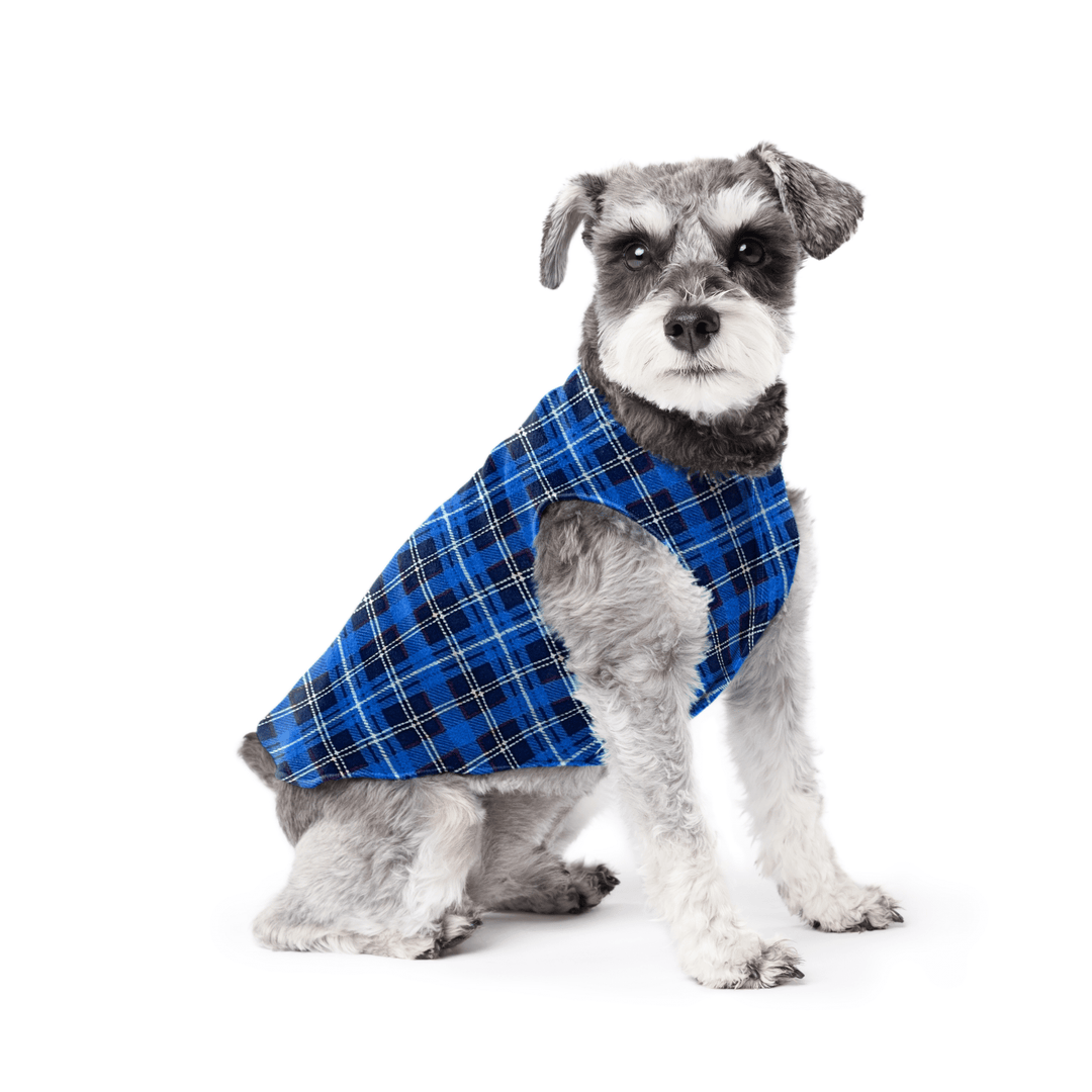 Mini Schnauzer sitting wearing a blue plaid stretch fleece on a white background