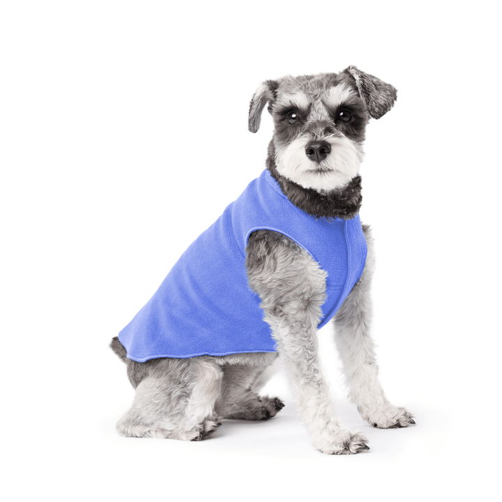 Mini Schnauzer sitting wearing a cornflower blue stretch fleece on a white background