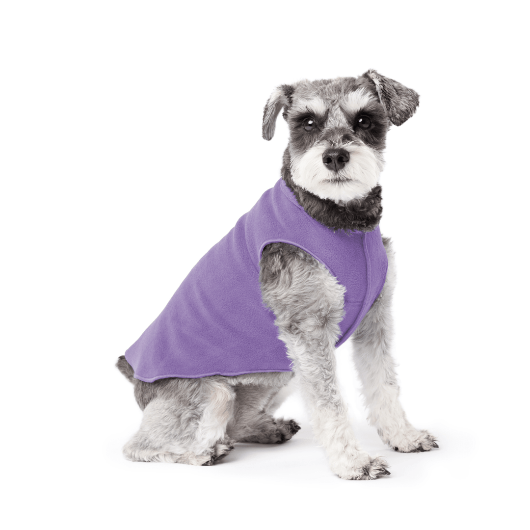 Mini Schnauzer sitting wearing a lavender stretch fleece on a white background