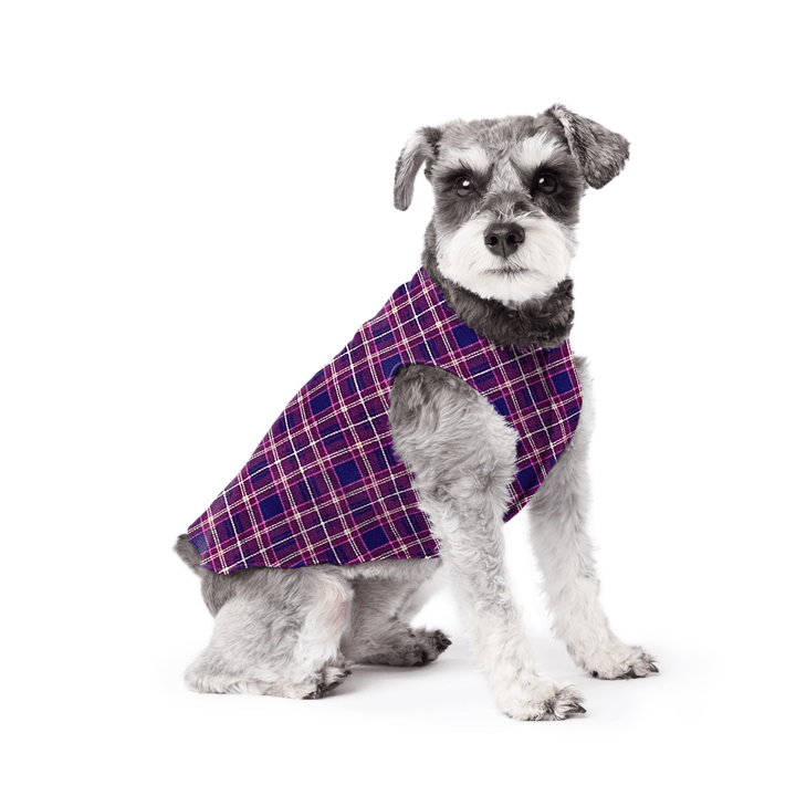 Mini Schnauzer sitting wearing a mulberry plaid stretch fleece on a white background