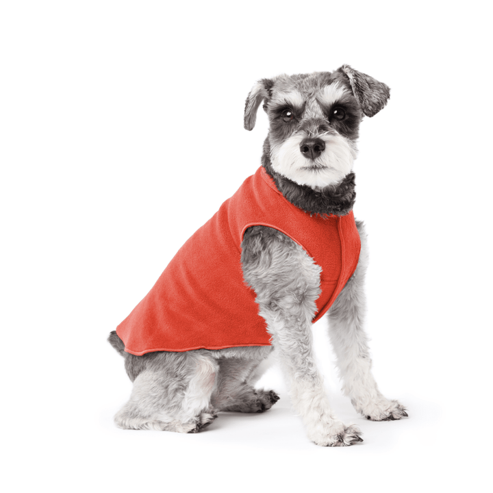 Mini Schnauzer sitting wearing a paprika stretch fleece on a white background