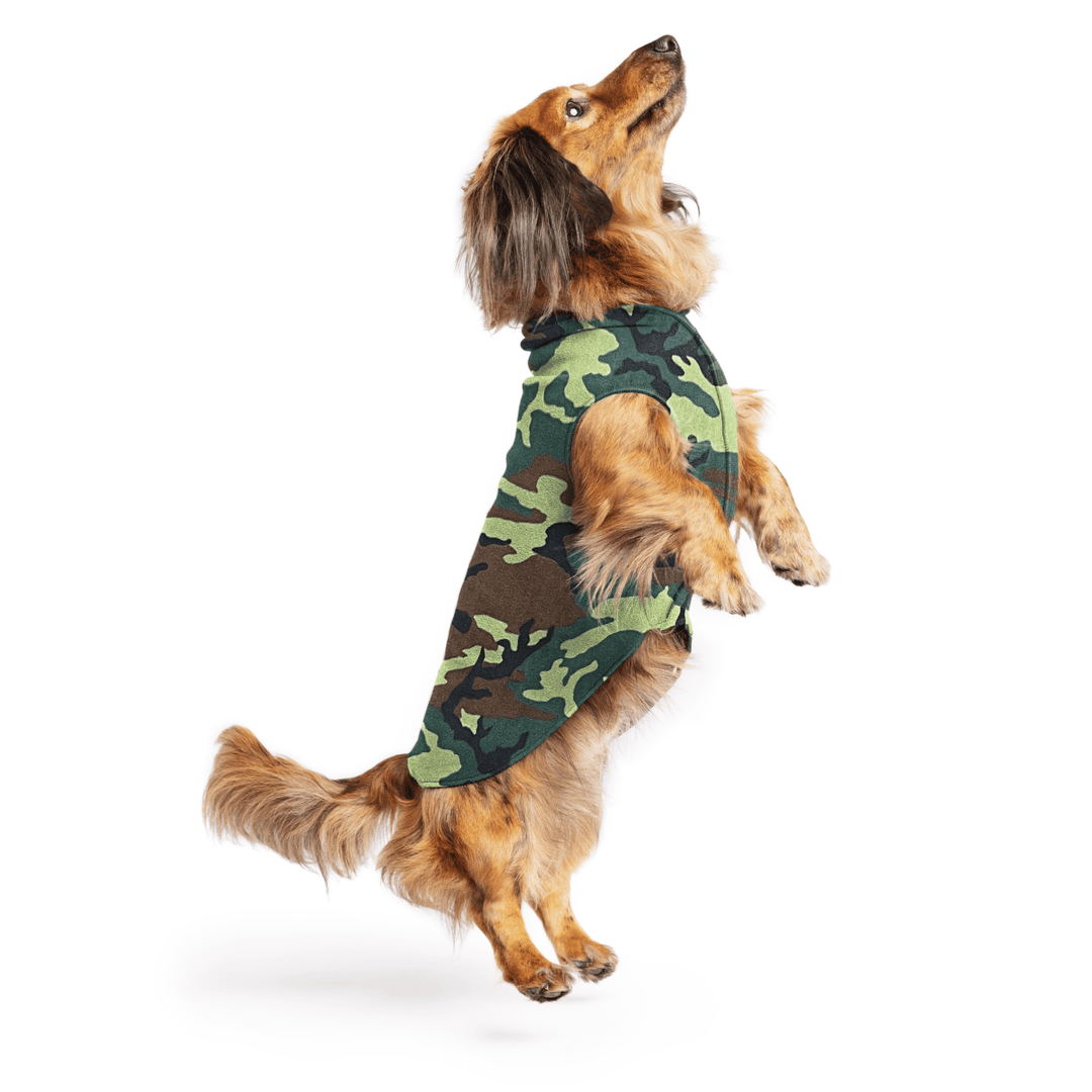 Mini Dachshund jumping wearing a camouflage stretch fleece on a white background
