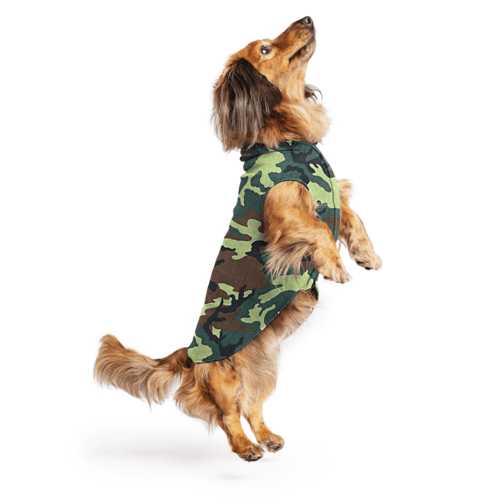 Mini Dachshund jumping wearing a camouflage stretch fleece on a white background