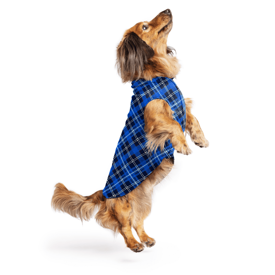 Mini Dachshund jumping wearing a blue plaid stretch fleece on a white background
