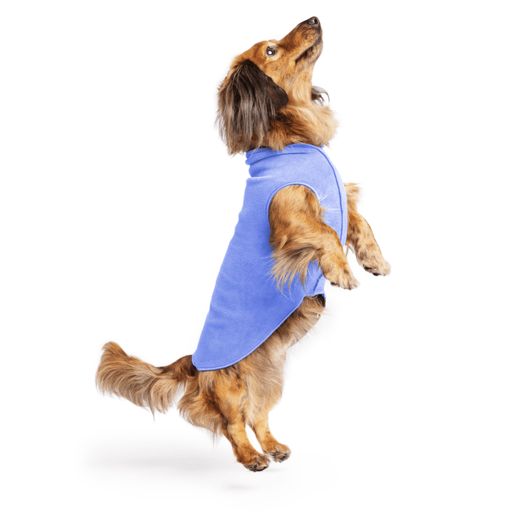 Mini Dachshund jumping wearing a cornflower blue stretch fleece on a white background