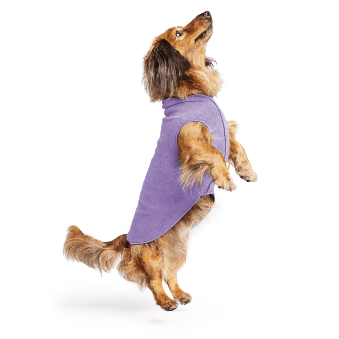 Mini Dachshund jumping wearing a lavender stretch fleece on a white background