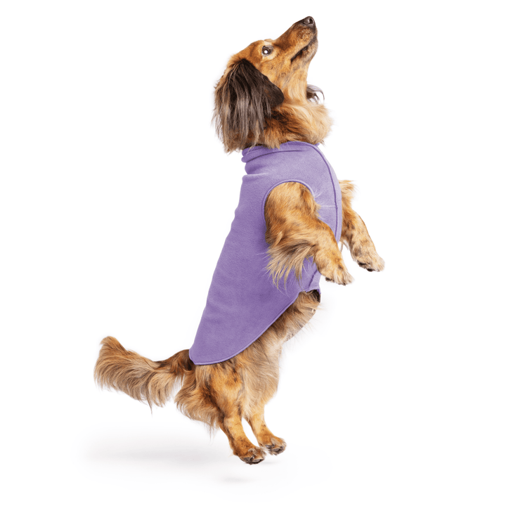 Mini Dachshund jumping wearing a lavender stretch fleece on a white background