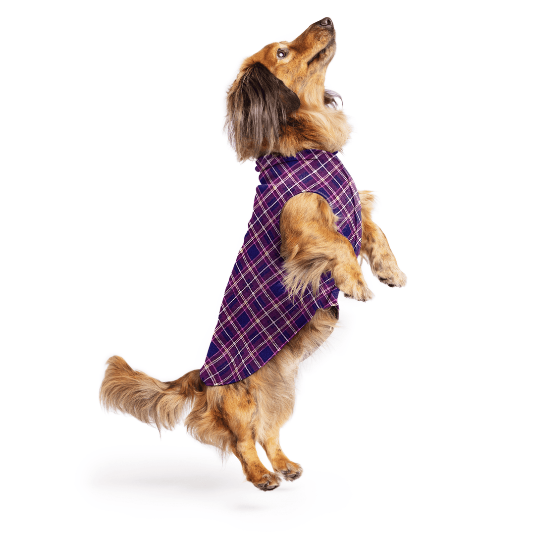 Mini Dachshund jumping wearing a mulberry plaid stretch fleece on a white background