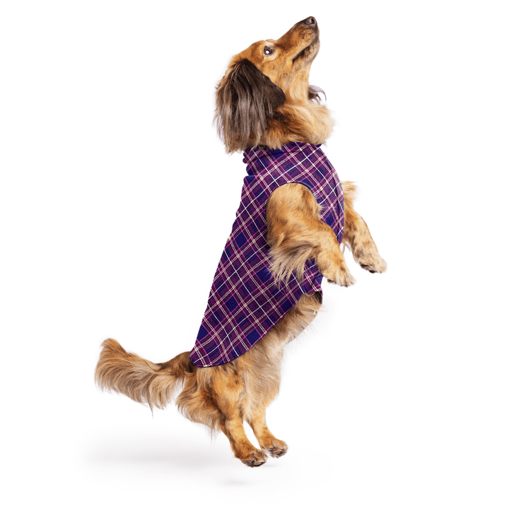 Mini Dachshund jumping wearing a mulberry plaid stretch fleece on a white background