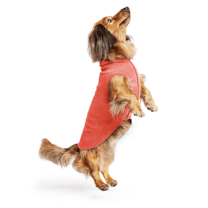 Mini Dachshund jumping wearing a paprika stretch fleece on a white background