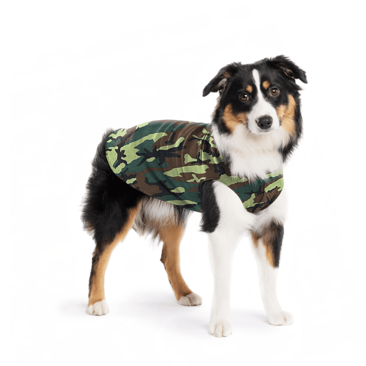 A Mini American Shepherd wearing a camouflage stretch fleece on a white background