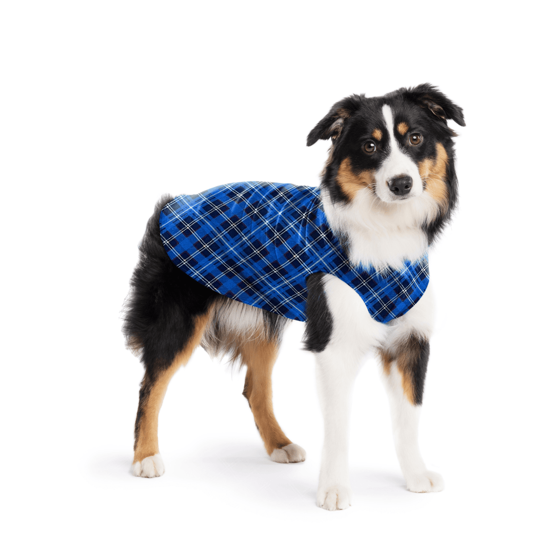 A Mini American Shepherd wearing a blue plaid stretch fleece on a white background