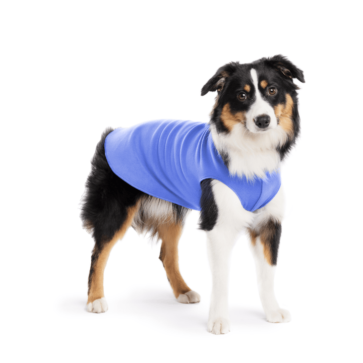 A Mini American Shepherd wearing a cornflower blue stretch fleece on a white background