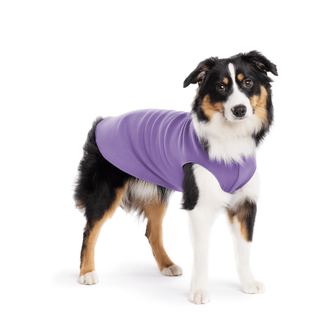 A Mini American Shepherd wearing a lavender stretch fleece on a white background
