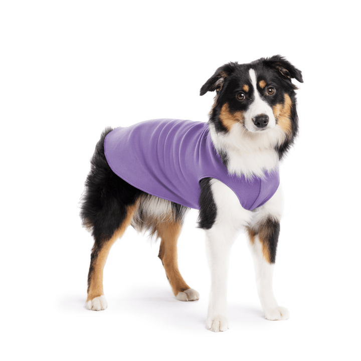 A Mini American Shepherd wearing a lavender stretch fleece on a white background
