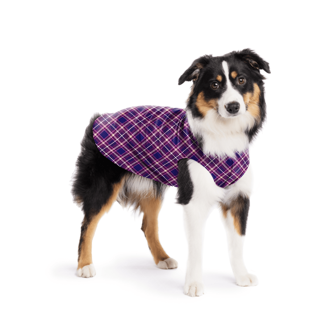 A Mini American Shepherd wearing a mulberry plaid stretch fleece on a white background