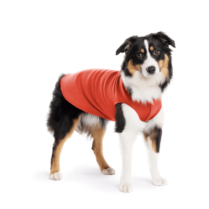 A Mini American Shepherd wearing a paprika stretch fleece on a white background