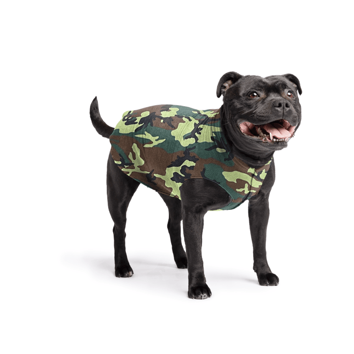 Staffordshire Terrier standing wearing a camouflage stretch fleece on a white background