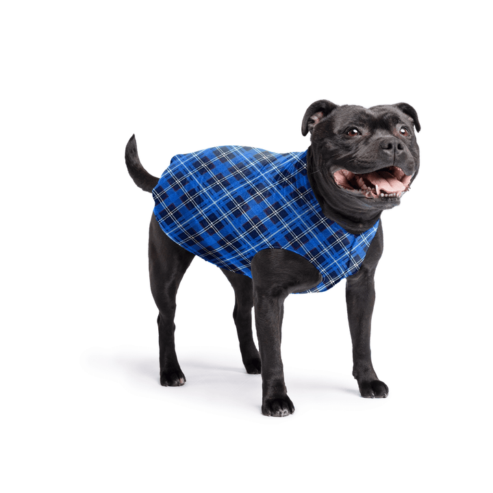 Staffordshire Terrier standing wearing a blue plaid stretch fleece on a white background