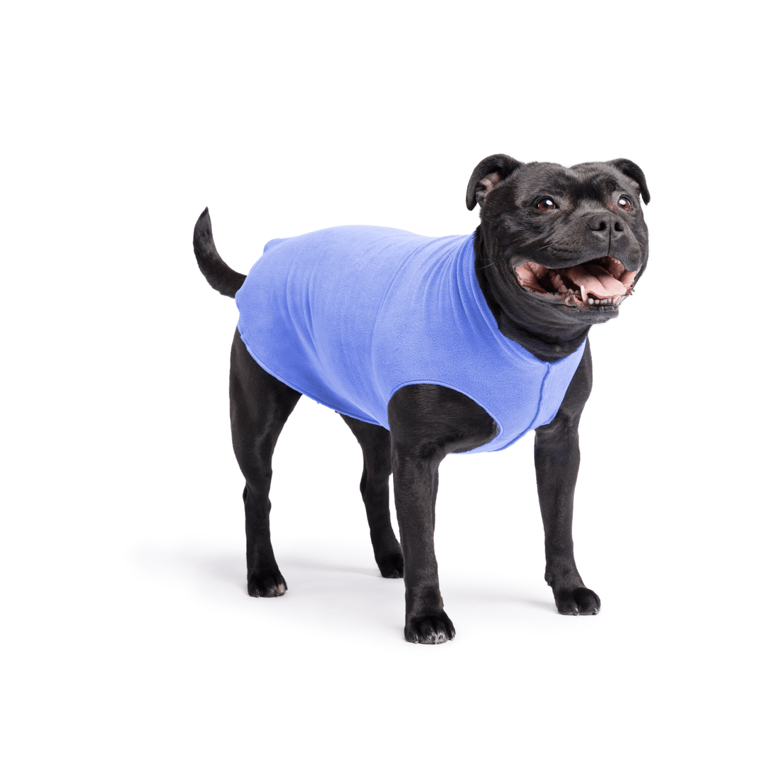 Staffordshire Terrier standing wearing a cornflower blue stretch fleece on a white background