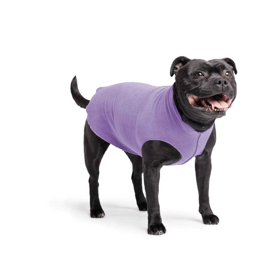 Staffordshire Terrier standing wearing a lavender stretch fleece on a white background