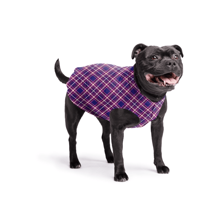 Staffordshire Terrier standing wearing a mulberry plaid stretch fleece on a white background