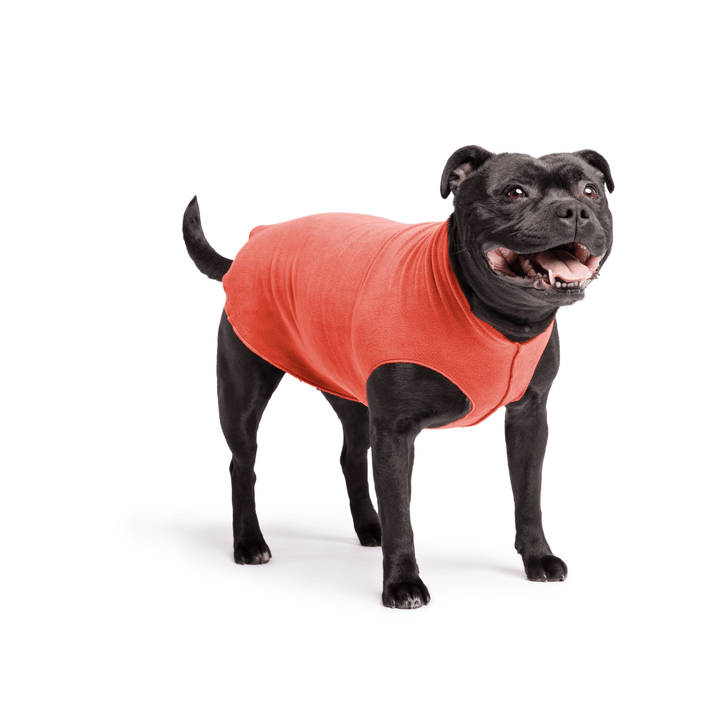 Staffordshire Terrier standing wearing a paprika stretch fleece on a white background