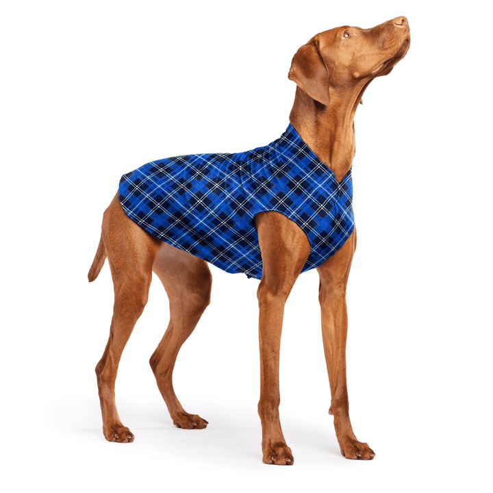 Vizsla is standing wearing a Blue Plaid Stretch Fleece in front of a white background