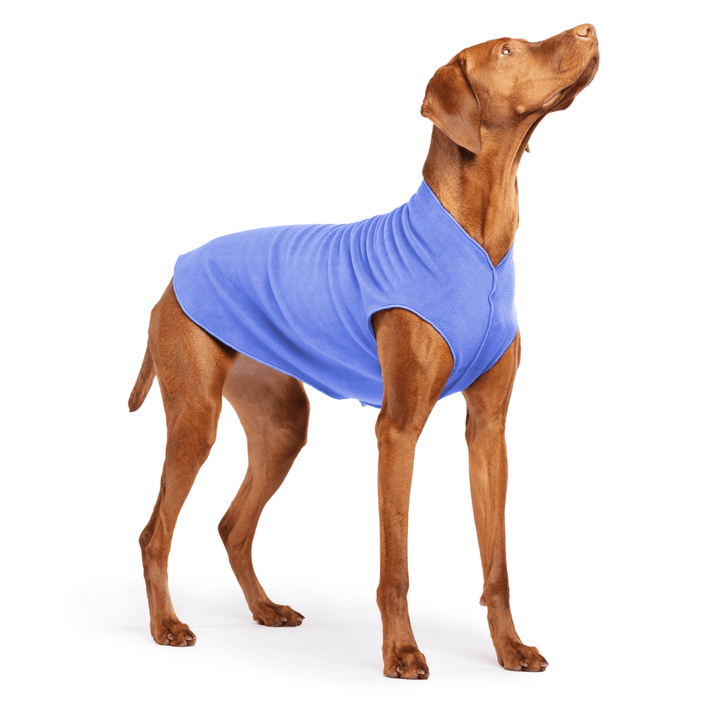Vizsla is standing wearing a Cornflower blue Stretch Fleece in front of a white background
