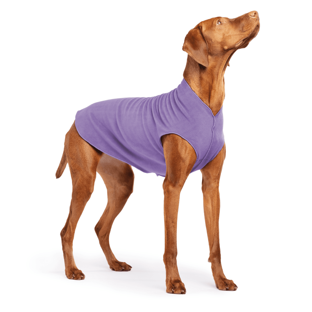 Vizsla is standing wearing a Lavender Stretch Fleece on a white background