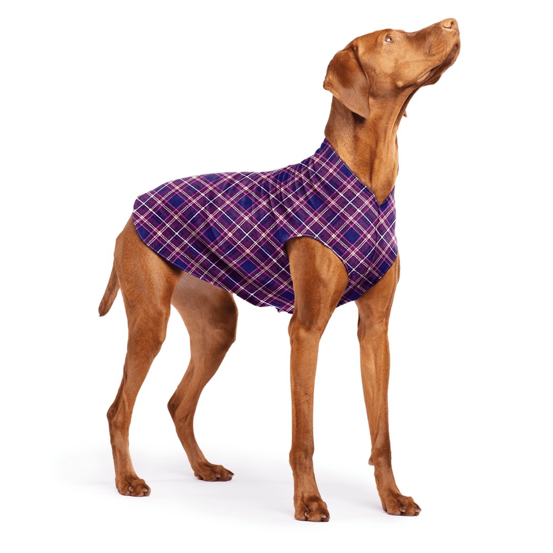 Vizsla is standing wearing a Mulberry Plaid Stretch Fleece in front of a white background