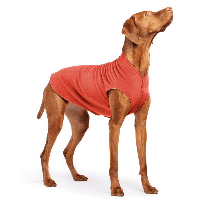 Vizsla is standing wearing a Paprika Stretch Fleece on a white background