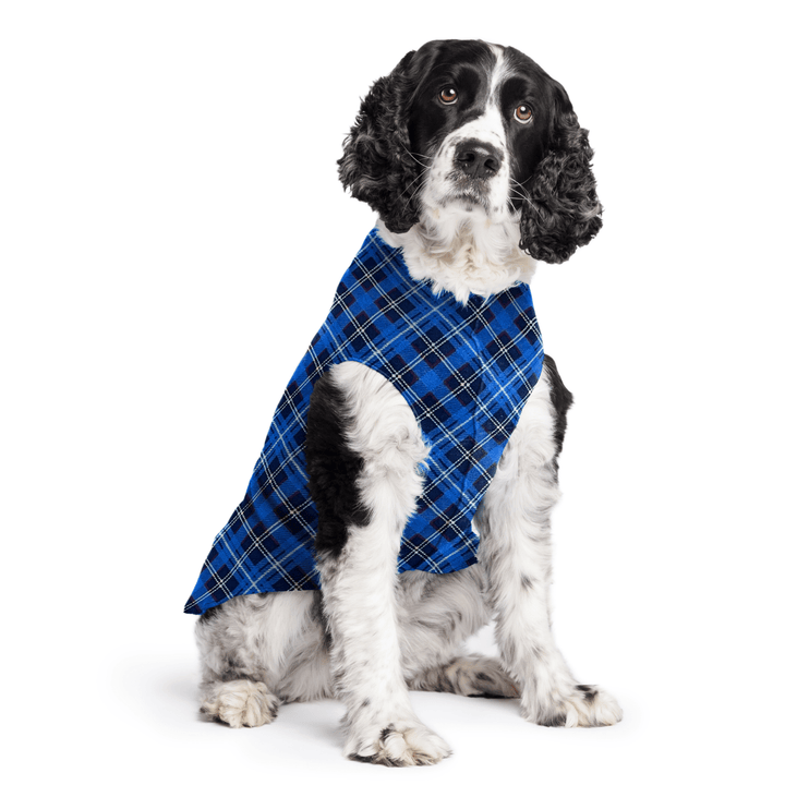Springer Spaniel is sitting wearing a Blue Plaid Stretch Fleece in front of a white background