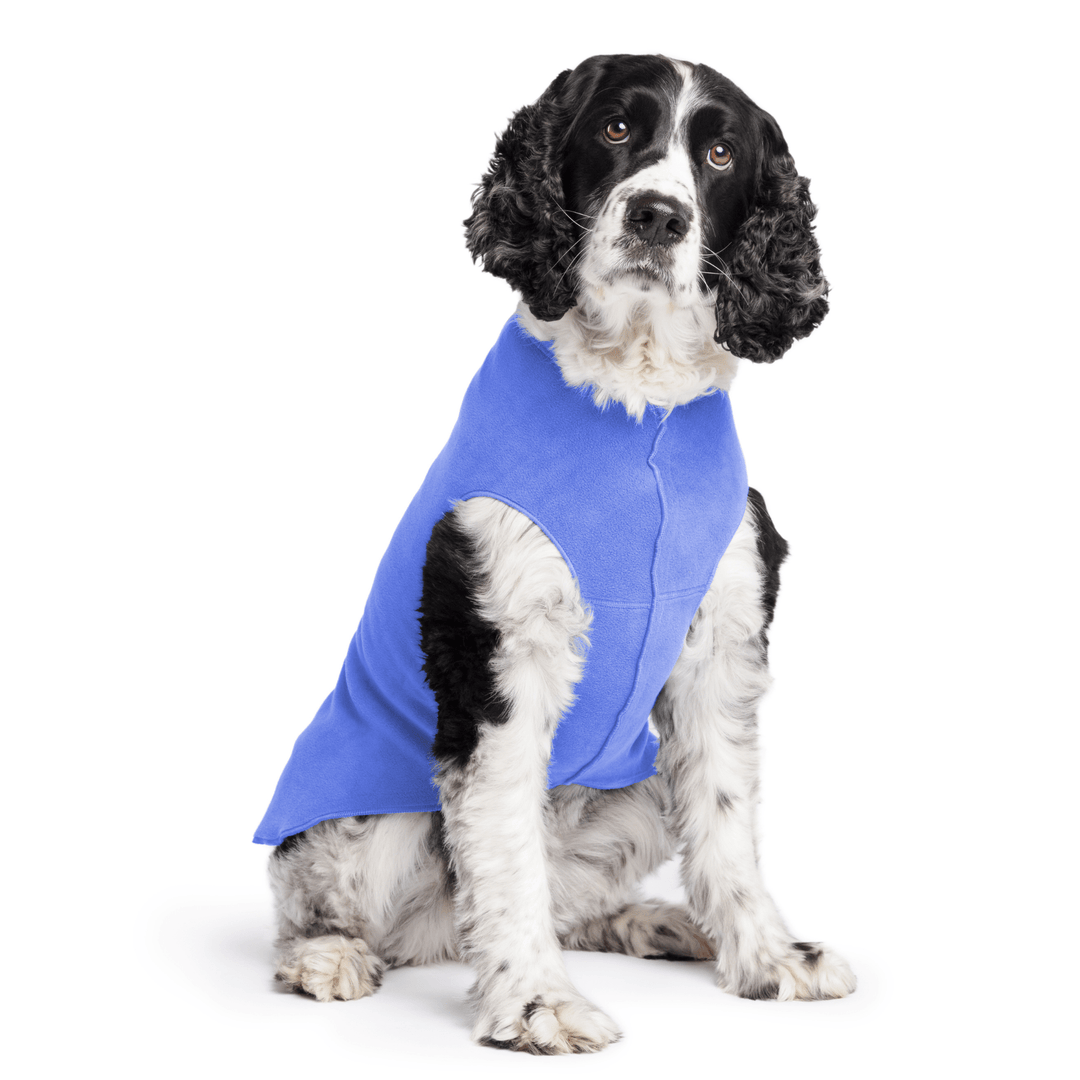 Springer Spaniel is sitting wearing a Cornflower blue Stretch Fleece in front of a white background