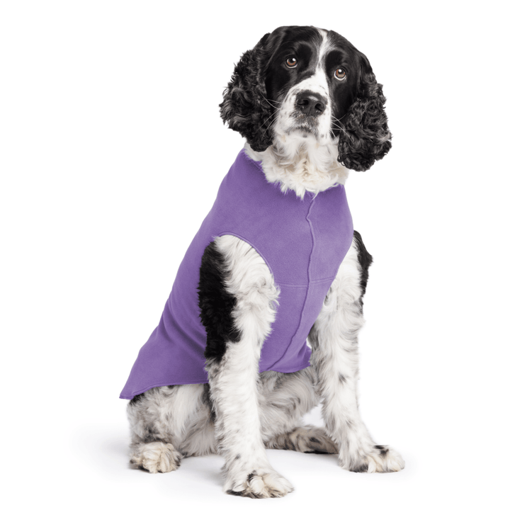 Springer Spaniel is sitting wearing a Lavender Stretch Fleece in front of a white background