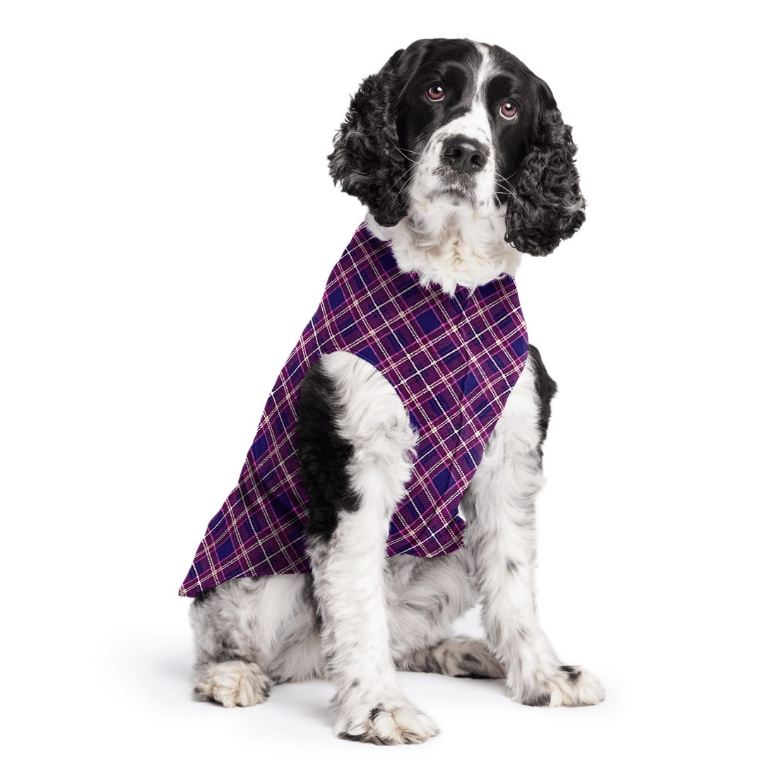 Springer Spaniel is sitting wearing a Mulberry Plaid Stretch Fleece in front of a white background
