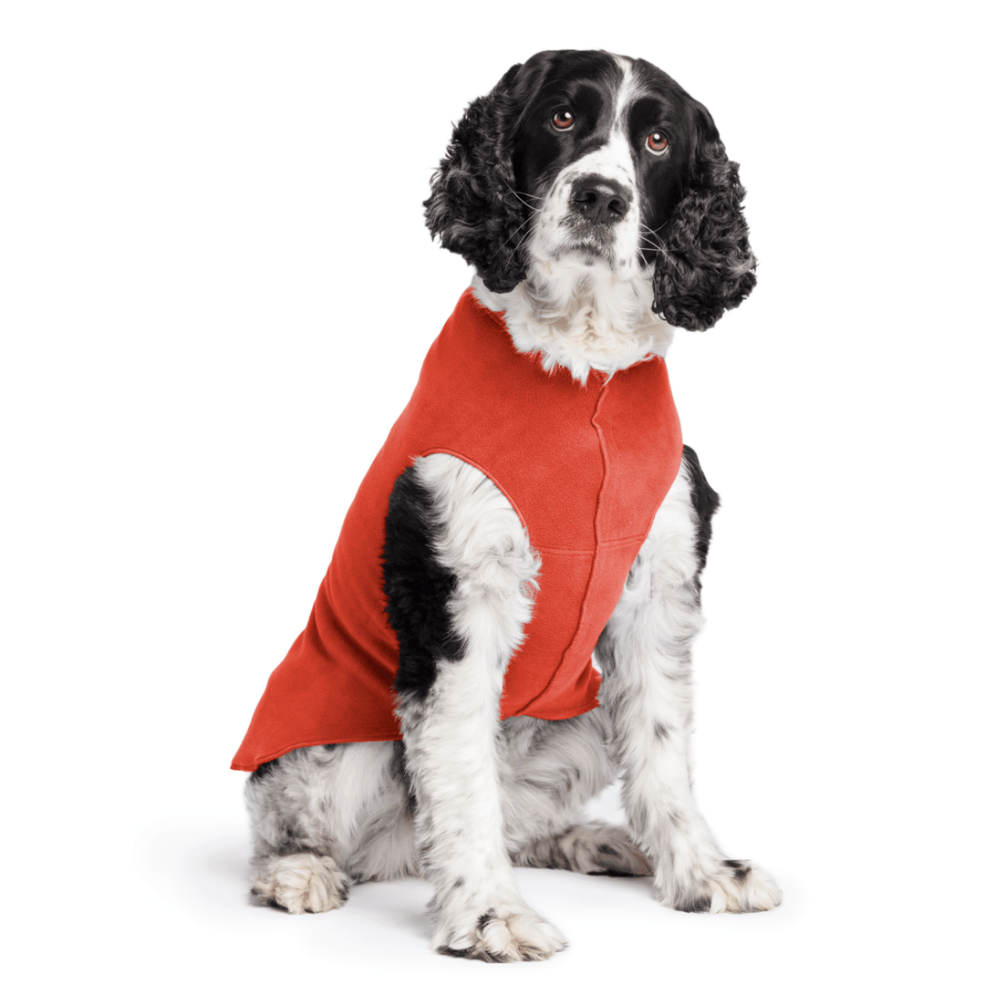 Springer Spaniel is sitting wearing a Paprika Stretch Fleece in front of a white background