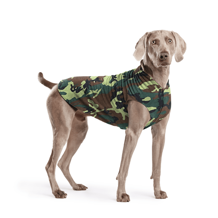 Weimaraner is standing wearing a Camouflage Stretch Fleece in front of a white background
