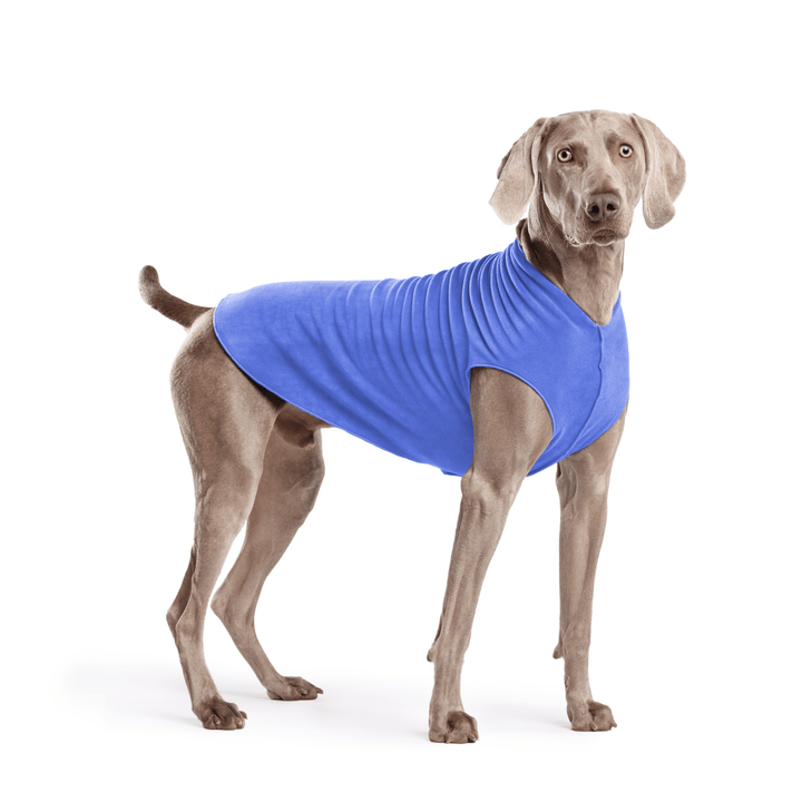 Weimaraner is standing wearing a Cornflower blue Stretch Fleece in front of a white background