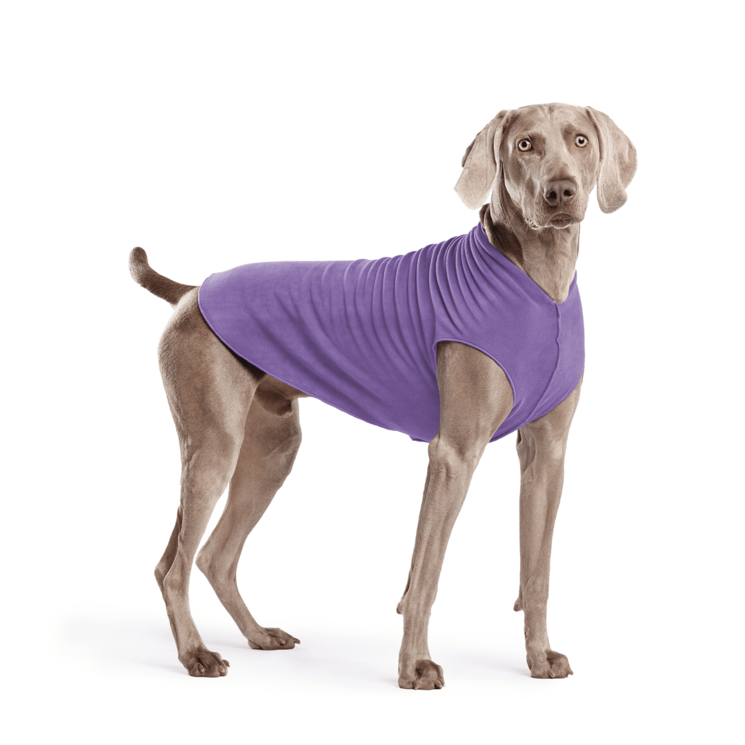Weimaraner is standing wearing a Lavender Stretch Fleece in front of a white background